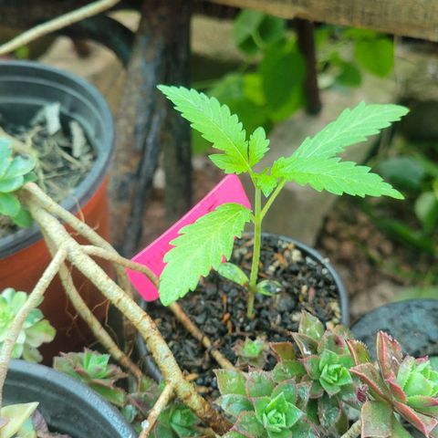 ChemPie #1 growlog timeline photo