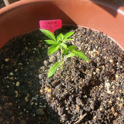 ChemPie #1 growlog timeline photo
