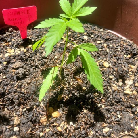 ChemPie #1 growlog timeline photo