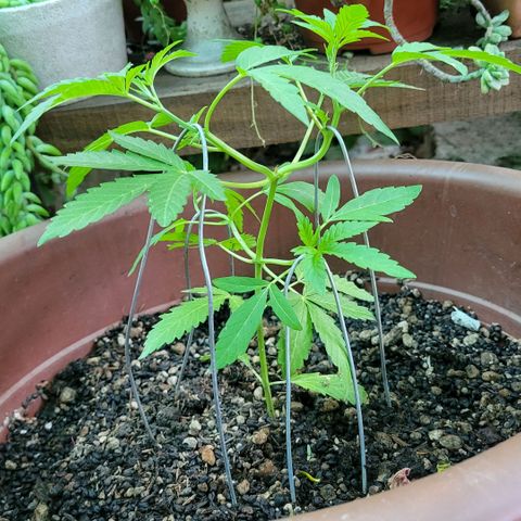 ChemPie #1 growlog timeline photo
