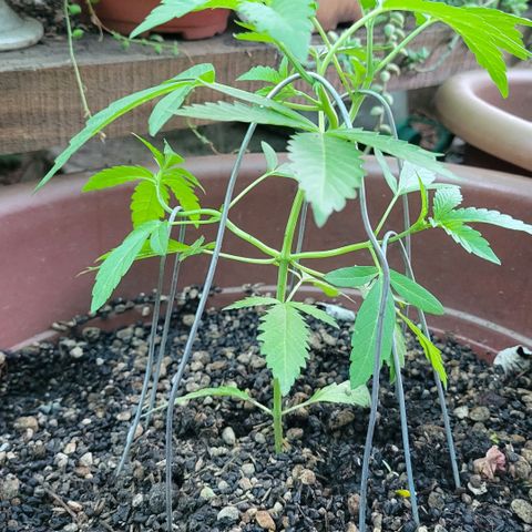 ChemPie #1 growlog timeline photo