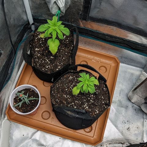 Apple Candies growlog timeline photo