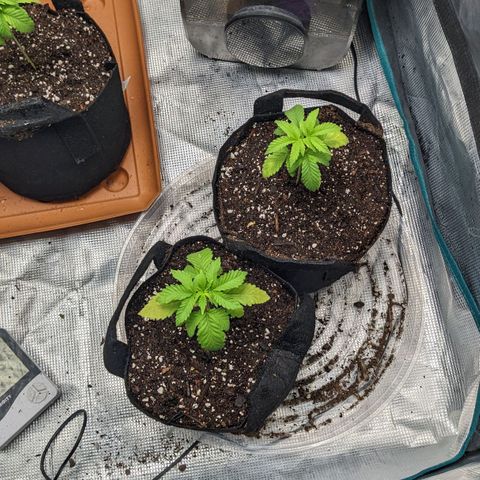 Apple Candies growlog timeline photo