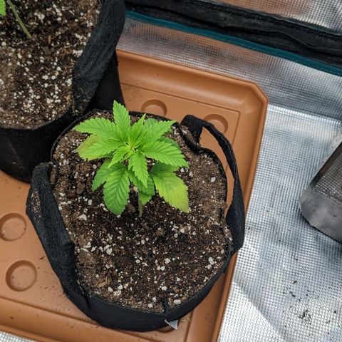 Apple Candies growlog timeline photo