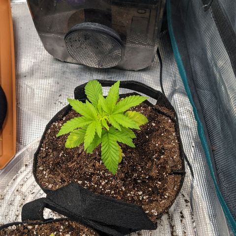 Apple Candies growlog timeline photo