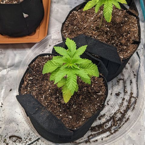 Apple Candies growlog timeline photo