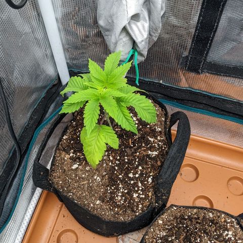 Apple Candies growlog timeline photo