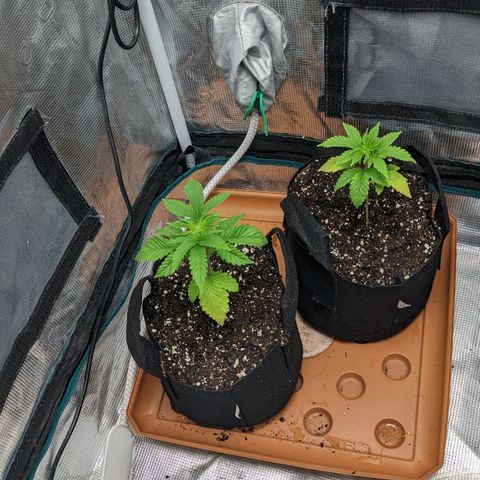 Apple Candies growlog timeline photo