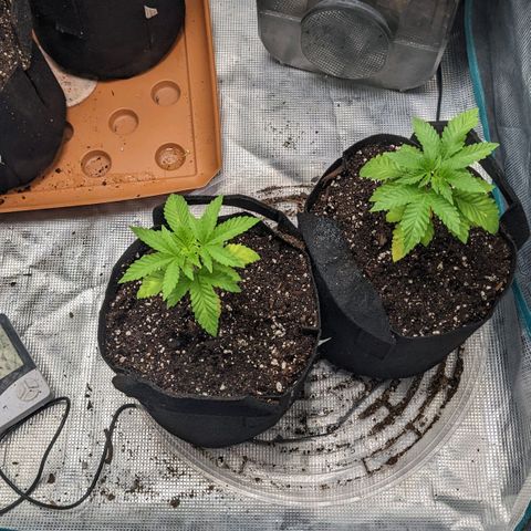 Apple Candies growlog timeline photo