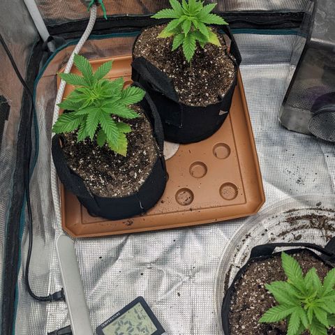 Apple Candies growlog photo: Day after nutrients. Small tip yellowing on back plants
