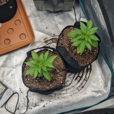 Apple Candies growlog photo: Day after nutrients. Small tip yellowing on back plants