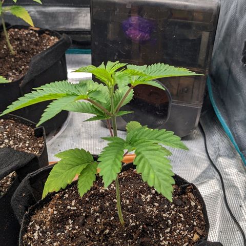 Apple Candies growlog photo: Watered with a bio tea mix