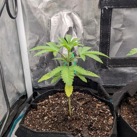 Apple Candies growlog photo: Watered with a bio tea mix