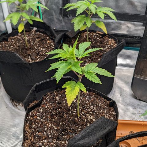 Apple Candies growlog photo: Watered with a bio tea mix
