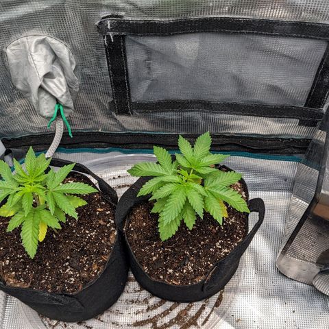 Apple Candies growlog photo: Watered with a bio tea mix