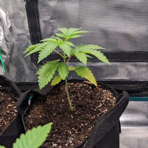 Apple Candies growlog photo: Watered with a bio tea mix