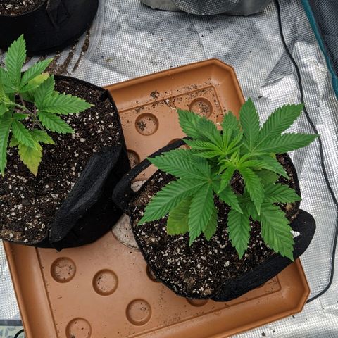 Apple Candies growlog photo: Watered with a bio tea mix
