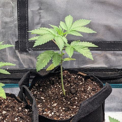 Apple Candies growlog timeline photo