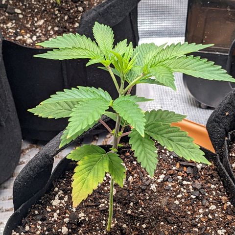 Apple Candies growlog timeline photo