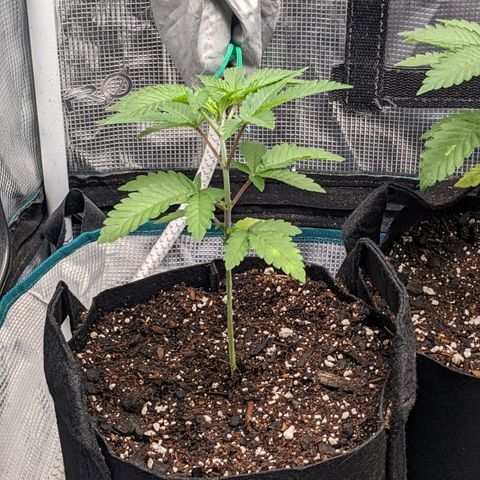 Apple Candies growlog timeline photo
