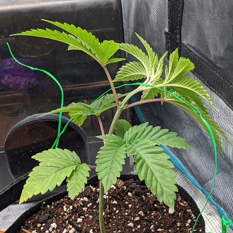 Apple Candies growlog timeline photo