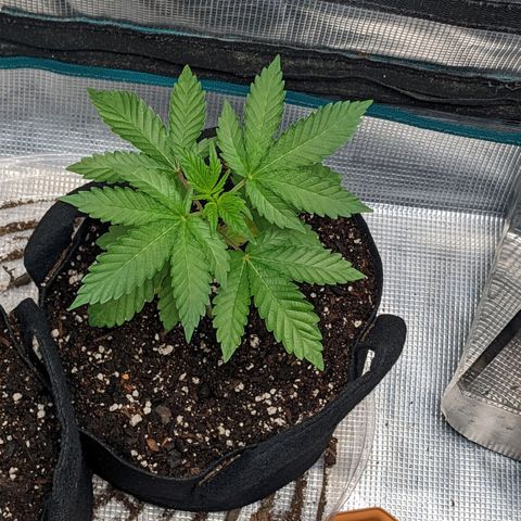 Apple Candies growlog timeline photo