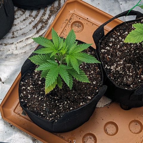 Apple Candies growlog timeline photo