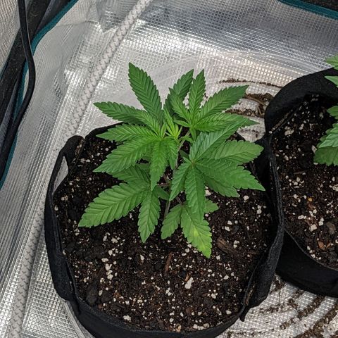 Apple Candies growlog timeline photo