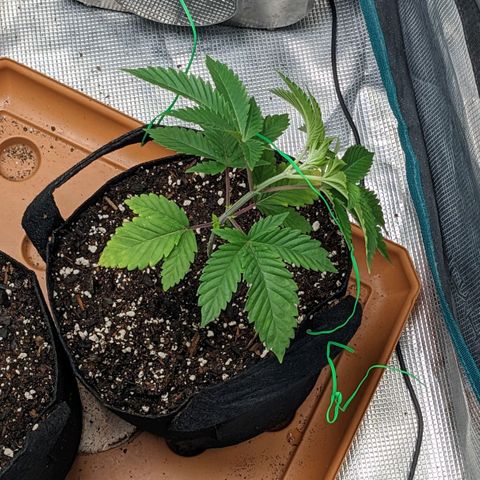 Apple Candies growlog timeline photo