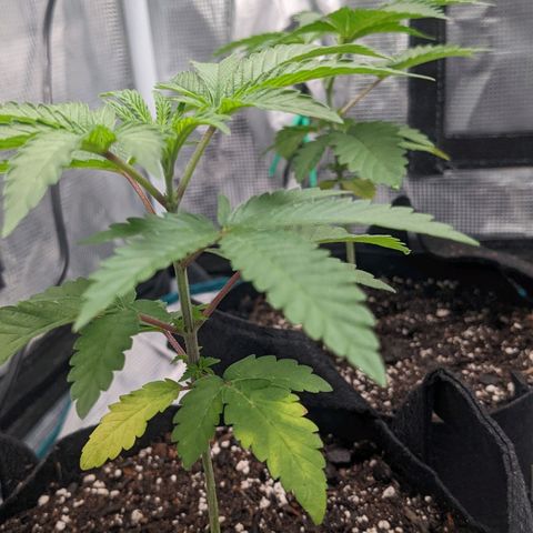 Apple Candies growlog photo: Small nutrient feeding. Water in 3 days hopefully 