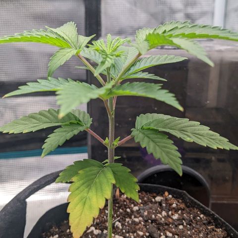Apple Candies growlog photo: Small nutrient feeding. Water in 3 days hopefully 