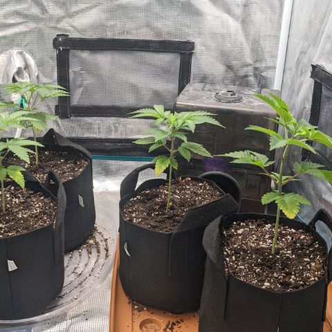 Apple Candies growlog photo: Small nutrient feeding. Water in 3 days hopefully 
