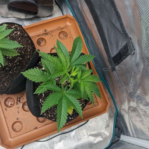Apple Candies growlog photo: Small nutrient feeding. Water in 3 days hopefully 