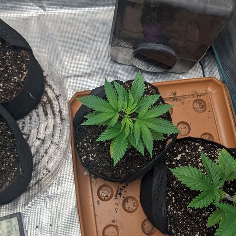 Apple Candies growlog photo: Small nutrient feeding. Water in 3 days hopefully 