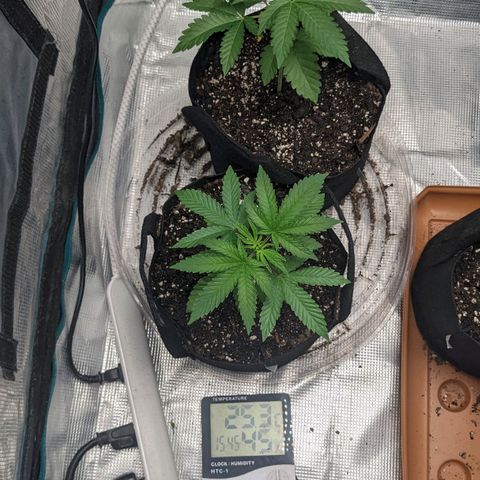 Apple Candies growlog photo: Small nutrient feeding. Water in 3 days hopefully 