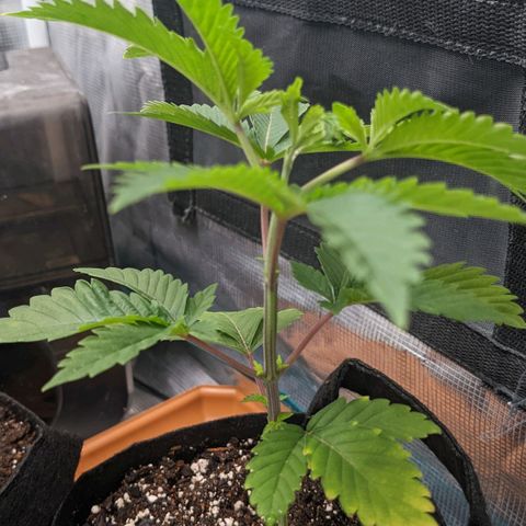 Apple Candies growlog photo: Small nutrient feeding. Water in 3 days hopefully 