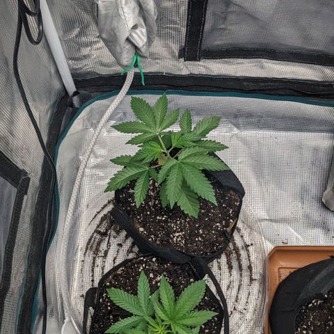 Apple Candies growlog photo: Small nutrient feeding. Water in 3 days hopefully 