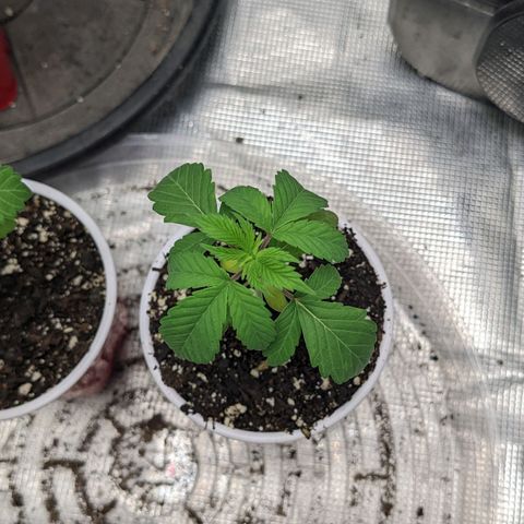 Apple Candies growlog timeline photo