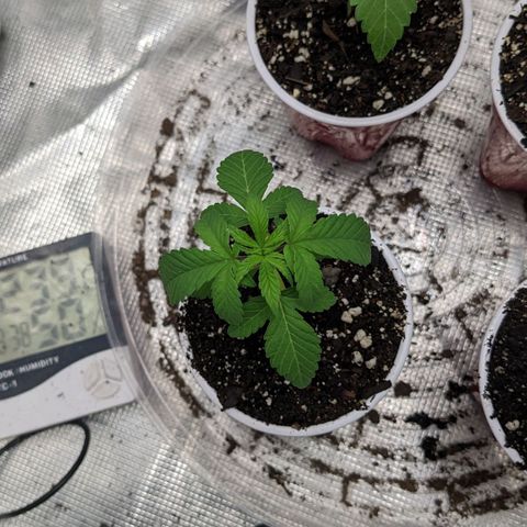 Apple Candies growlog timeline photo