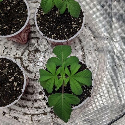 Apple Candies growlog timeline photo