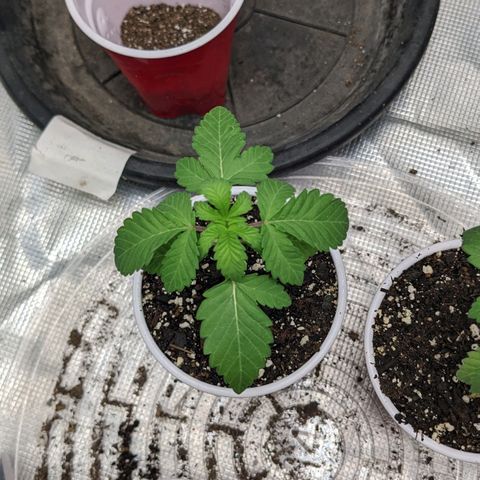 Apple Candies growlog timeline photo