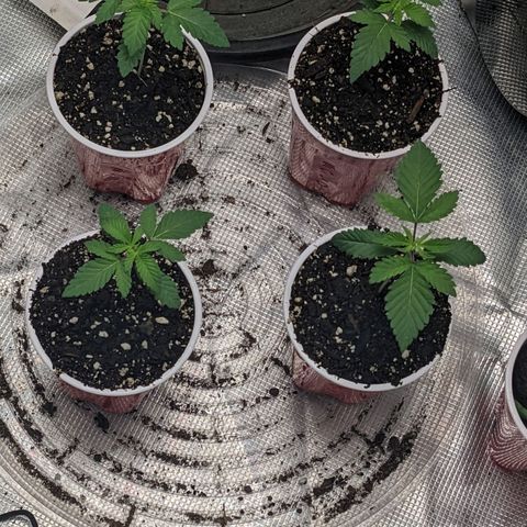 Apple Candies growlog timeline photo