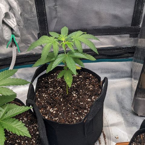 Apple Candies growlog photo: Sprayed top no water 