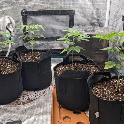 Apple Candies growlog photo: Sprayed top no water 