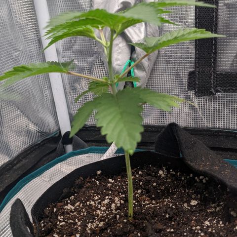 Apple Candies growlog photo: Sprayed top no water 
