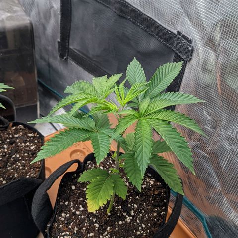 Apple Candies growlog photo: Sprayed top no water 