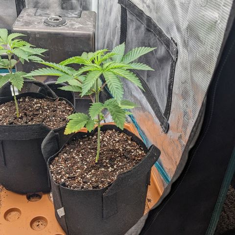 Apple Candies growlog photo: Sprayed top no water 