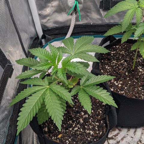 Apple Candies growlog photo: Sprayed top no water 