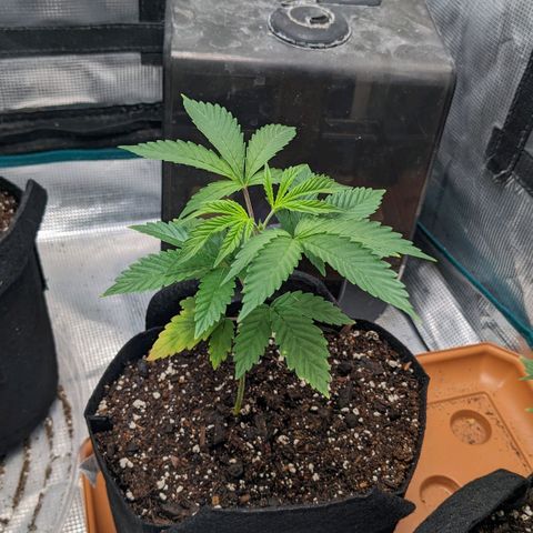 Apple Candies growlog photo: Sprayed top no water 