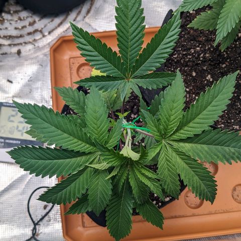 Apple Candies growlog photo: Watered with Tea additive 